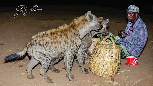 Hyänenfütterung