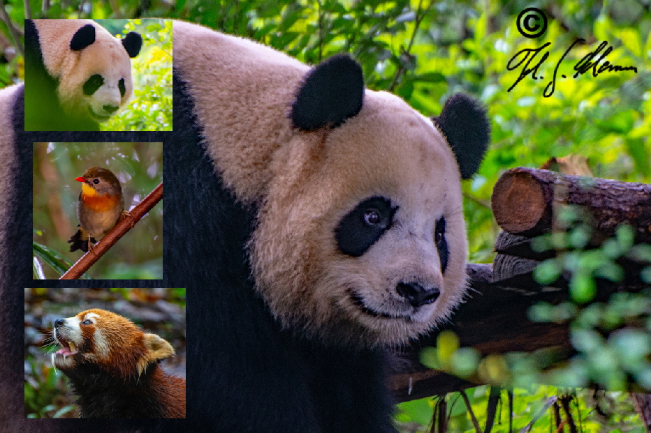 Aufzuchtstation (Giant-Panda-Breeding-Research-Institut). Nrdlich von Chengdu.