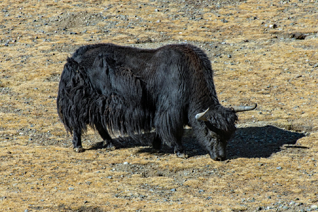 Der oder das Yak (Bos mutus), auch Jak geschrieben, ist eine in Zentralasien verbreitete Rinderart.