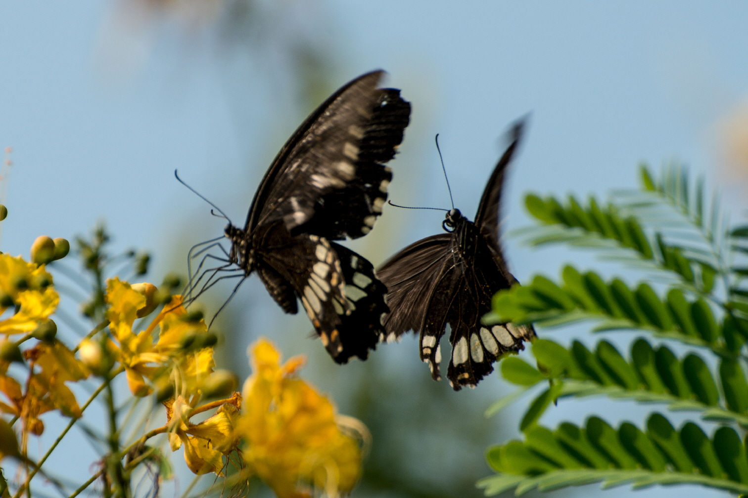 Schmetterlinge in Lumbini