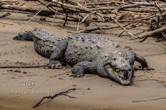 Cañón del Sumidero - Krokodil