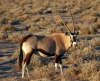 Oryx-Antilope  Spießbock