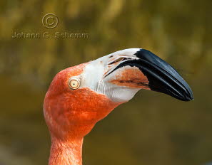 Flugunfähiger Flamingo