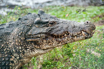 Kuba- oder Rautenkrokodil (Crocodylus rhombifer)